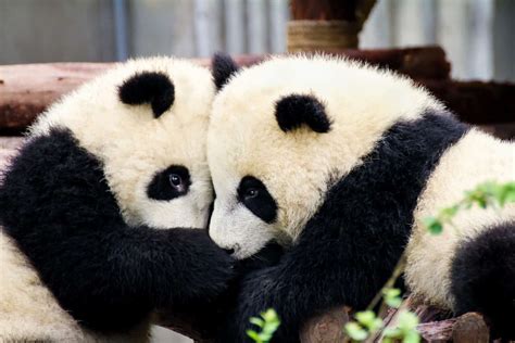 how many pandas are in china today